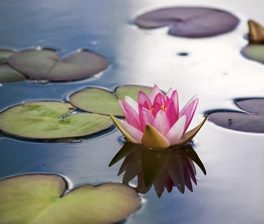Premio Internazionale di Poesia e Narrativa “I fiori sull’acqua”